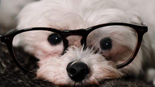 glasses_dog