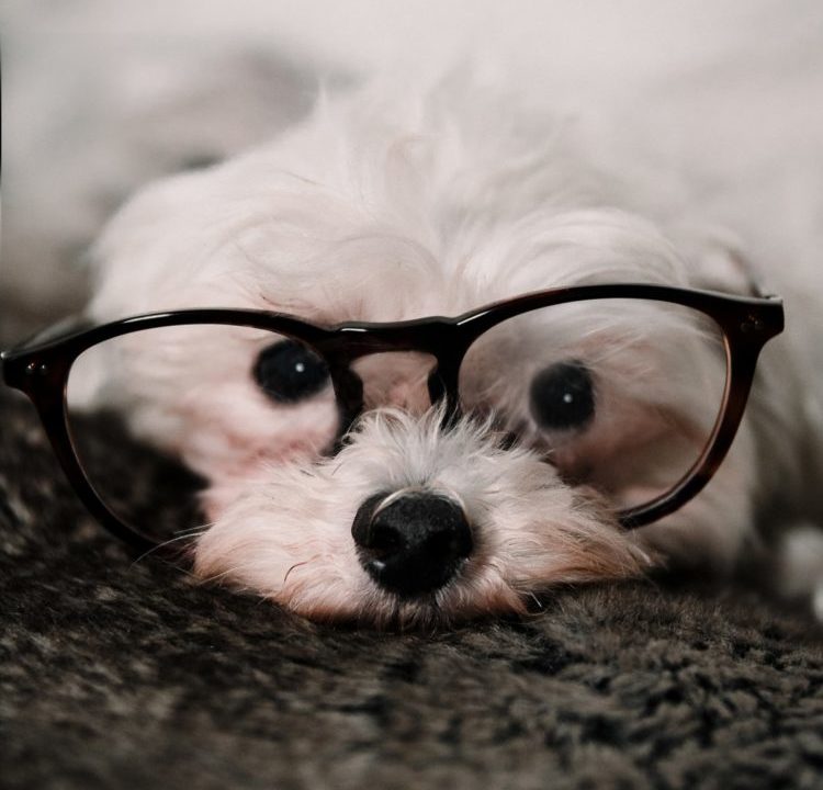 glasses_dog